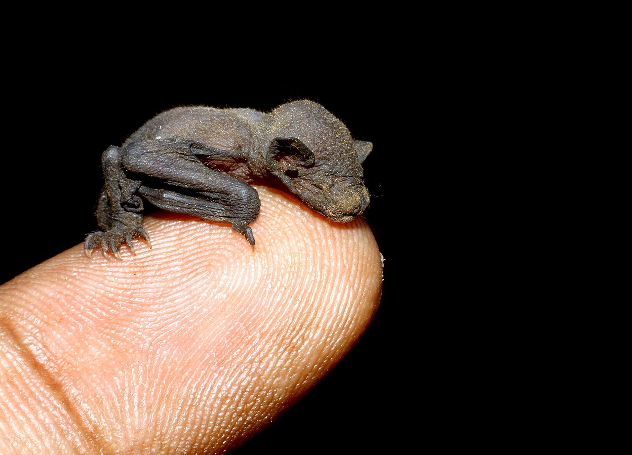 The Newborn